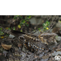 گونه شبگرد هندی Indian Nightjar